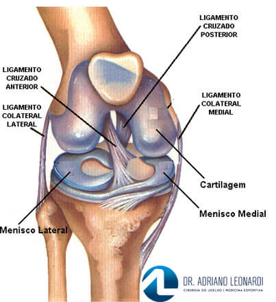 Anatomia do joelho - vista frontal